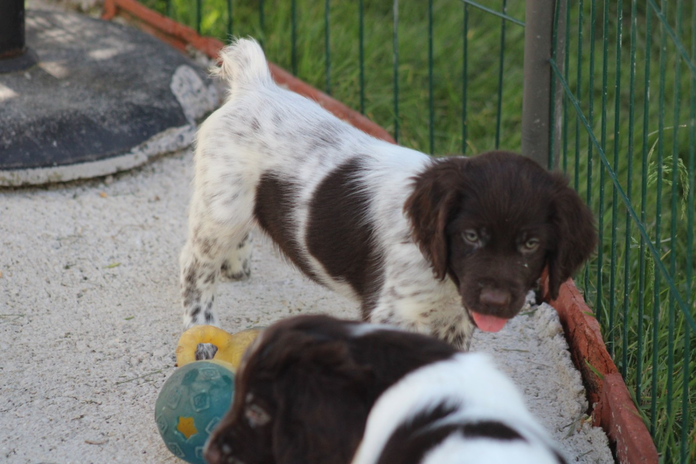 CHIOT 8