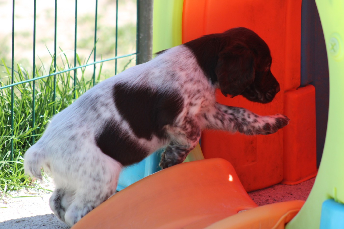 CHIOT 8