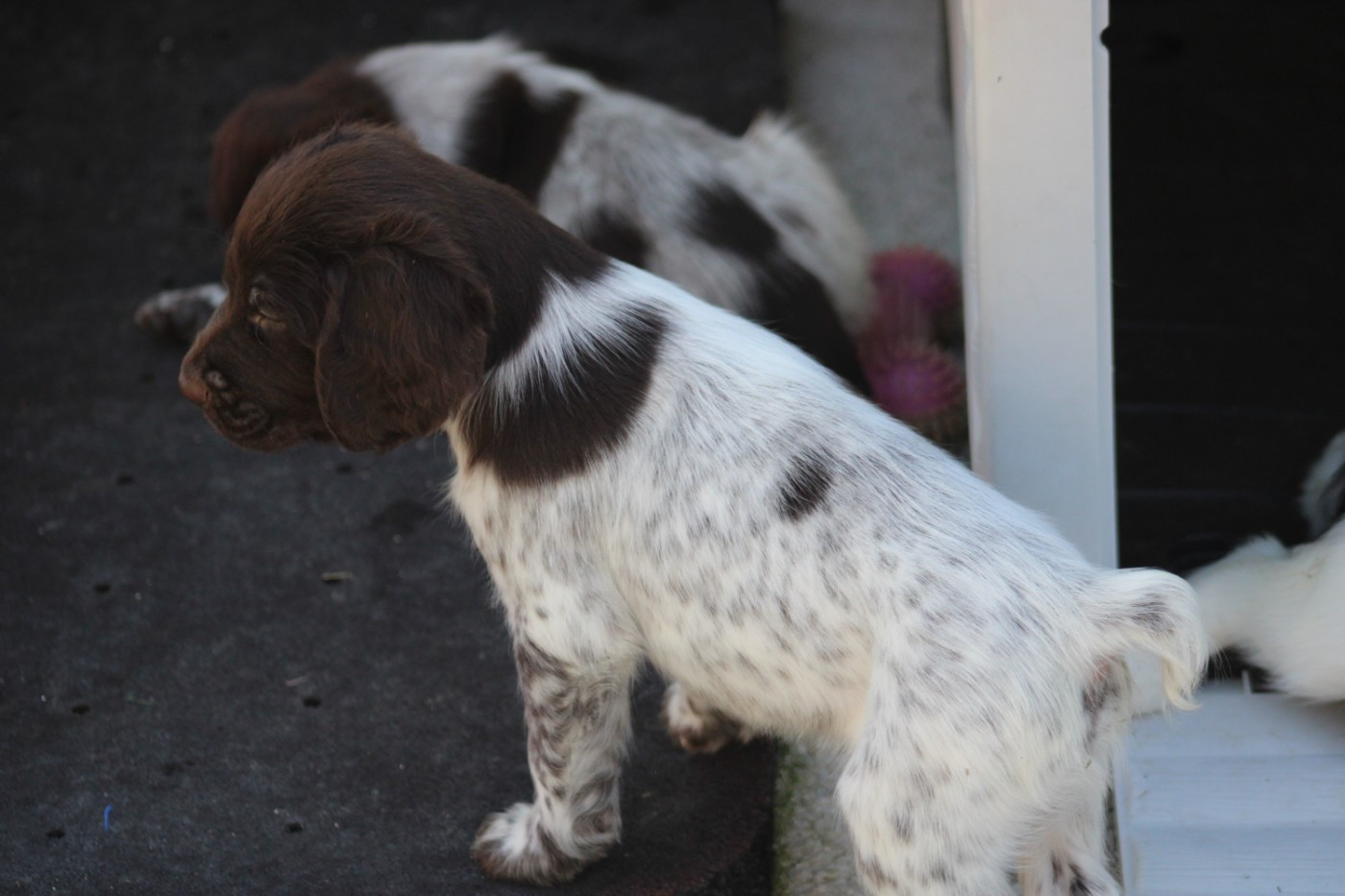 CHIOT 8