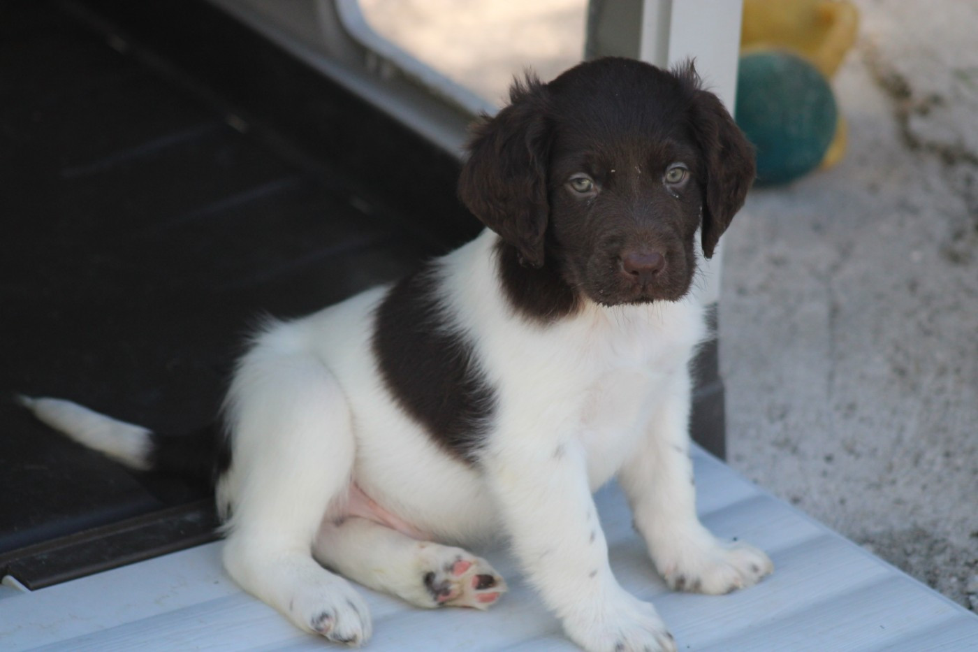 CHIOT 4