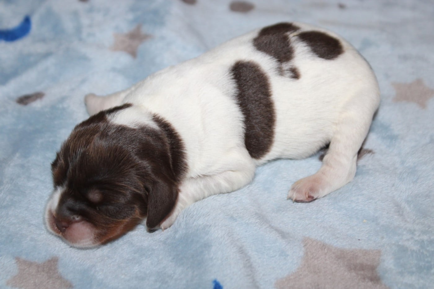 Chiot N°3