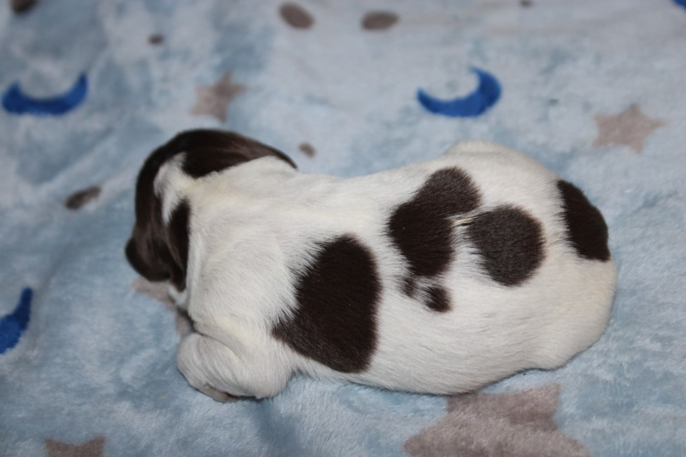 Chiot N°3