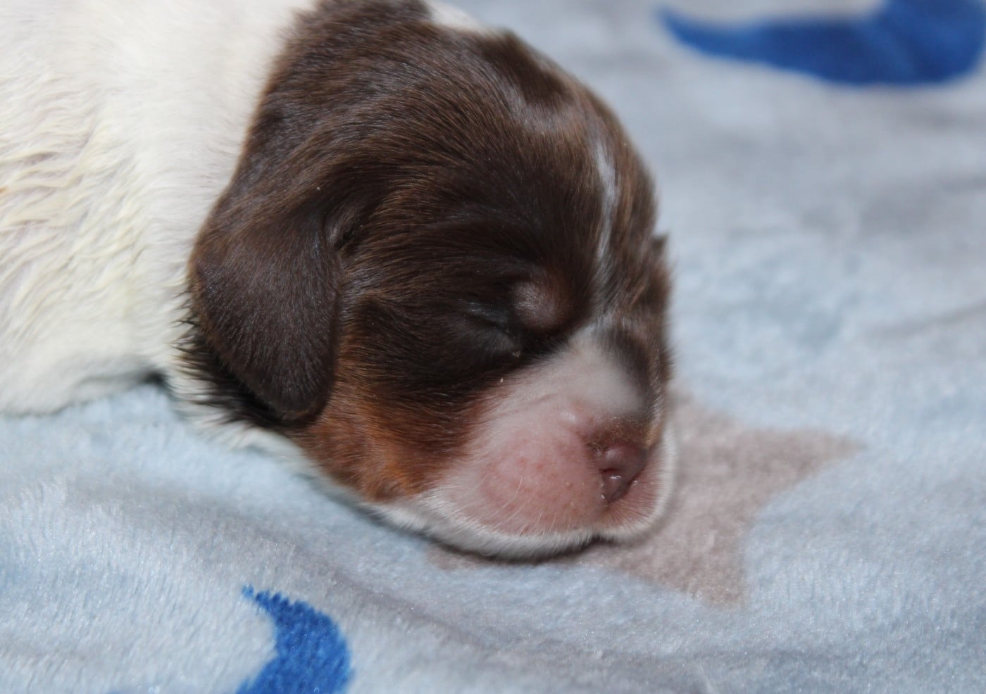 Chiot N°3