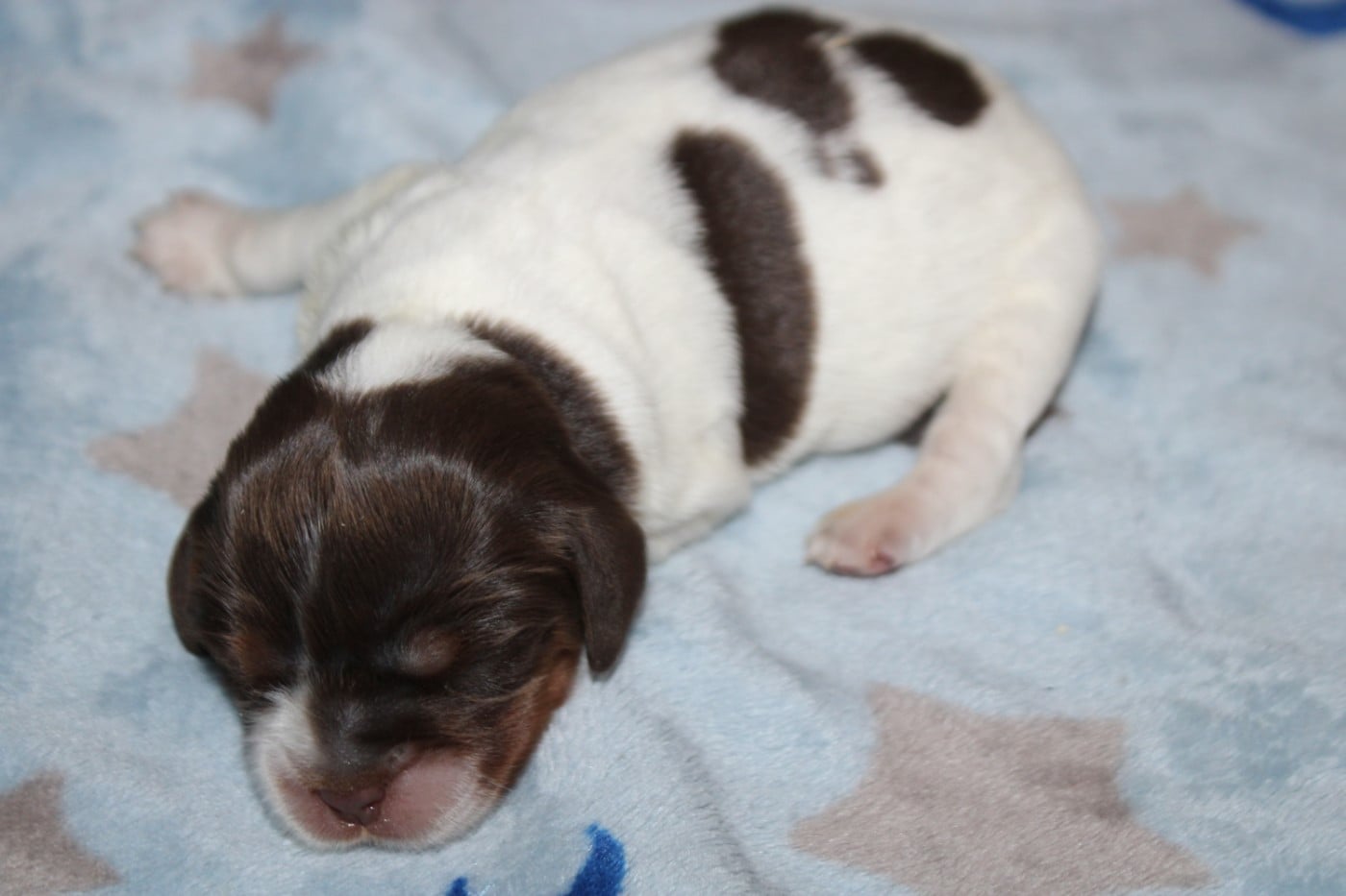 Chiot N°3