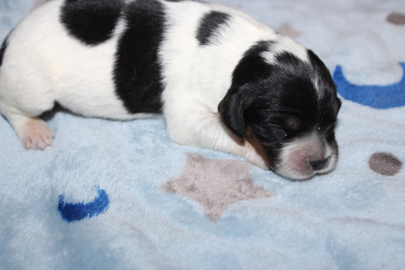 Chiot N°2