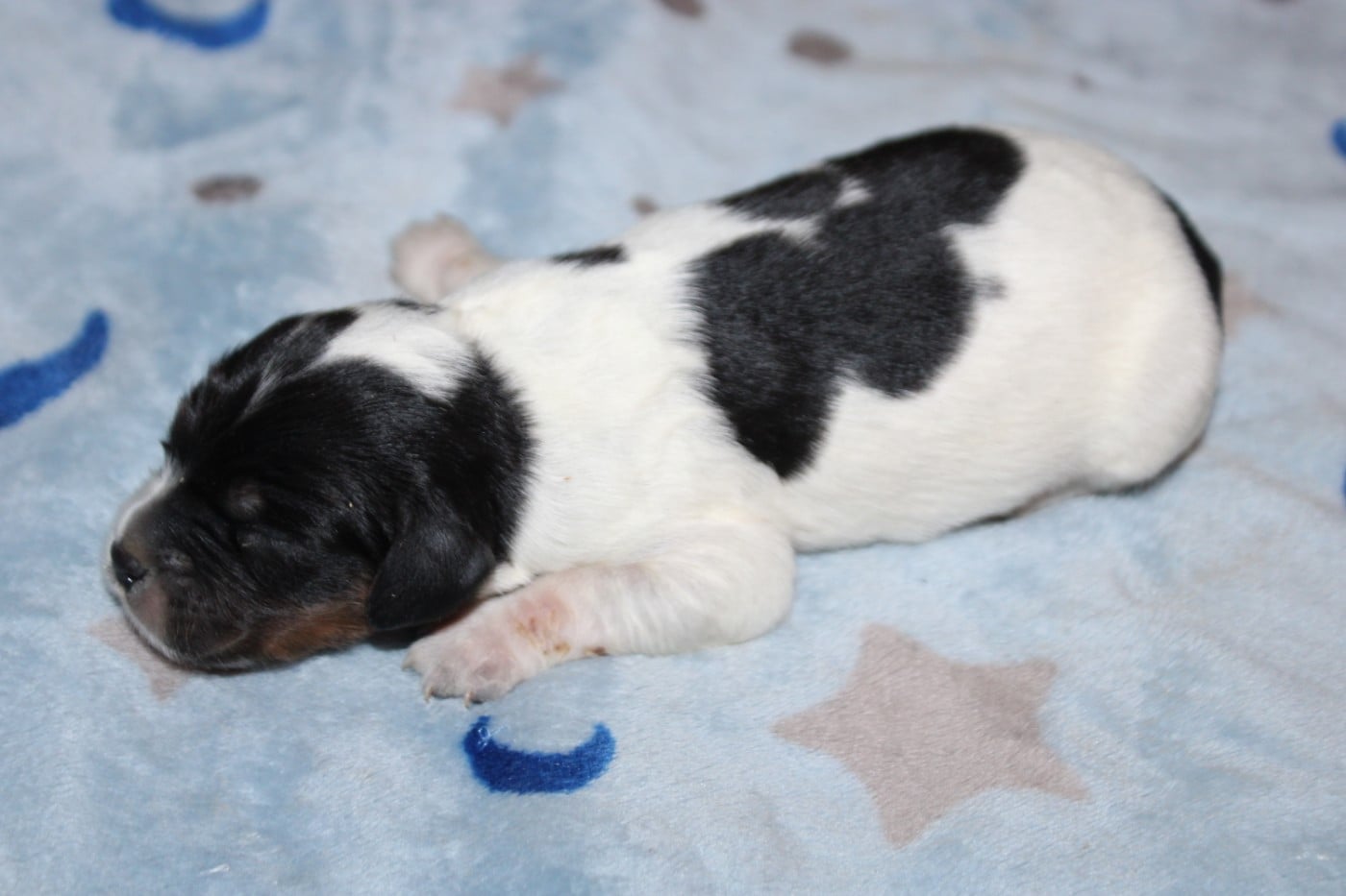 Chiot N°2