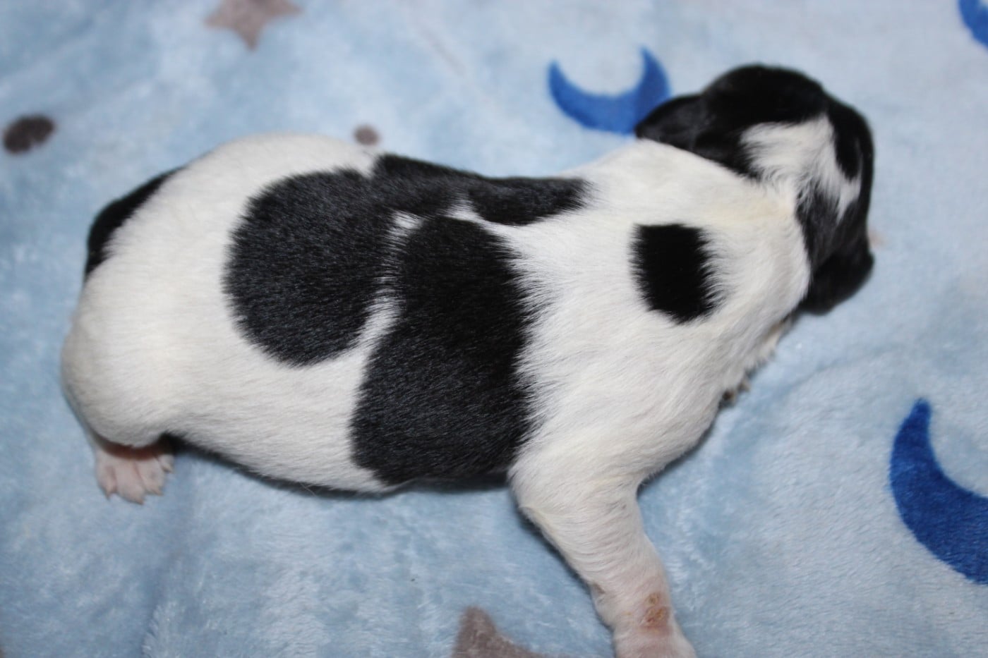 Chiot N°2