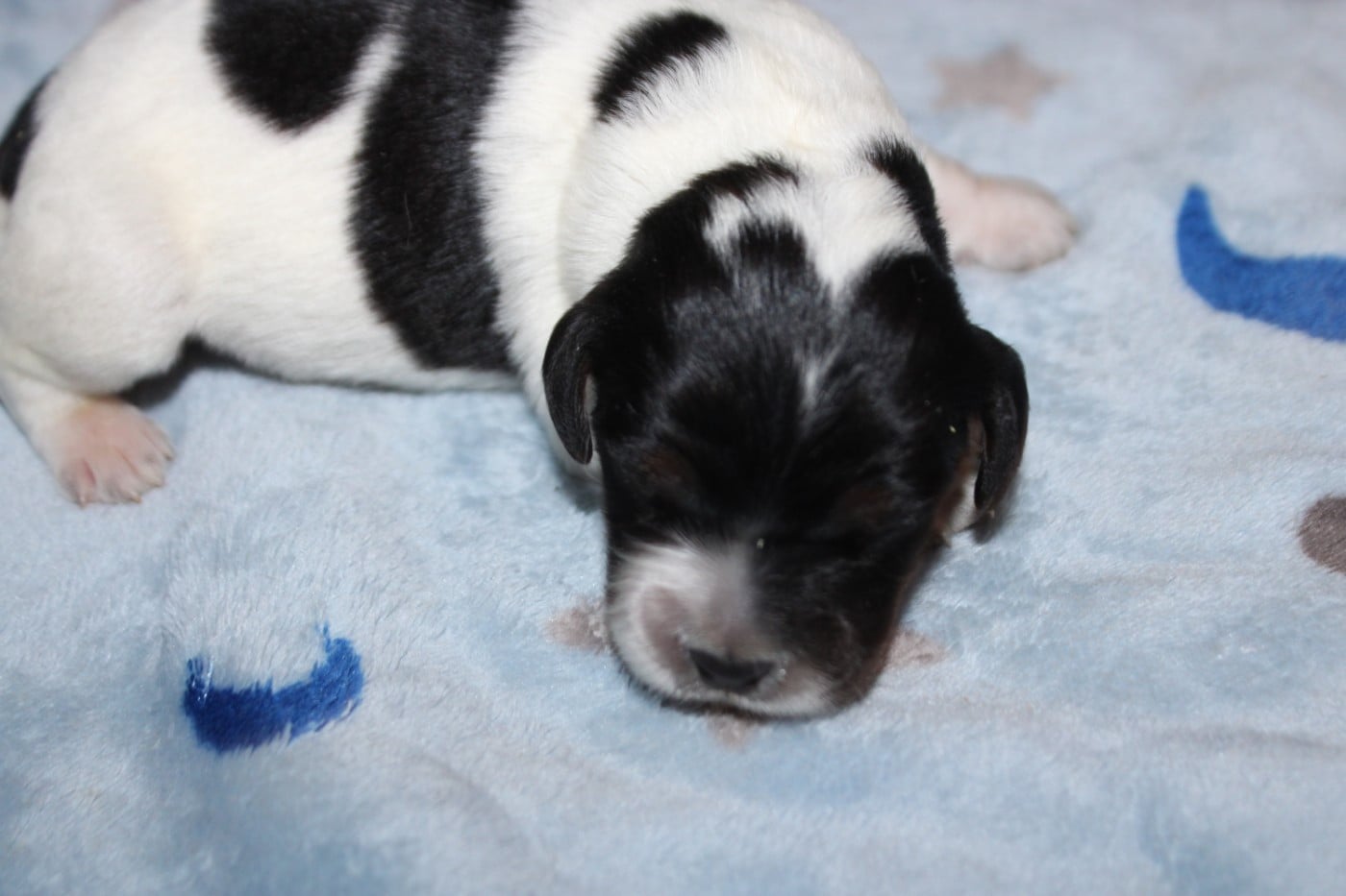Chiot N°2