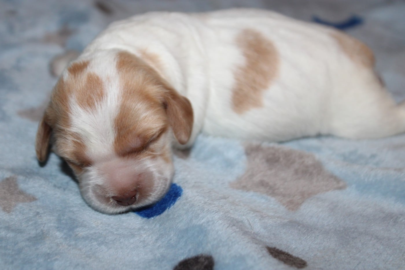 Chiot N°4