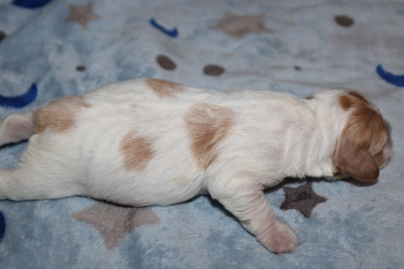 Chiot N°4