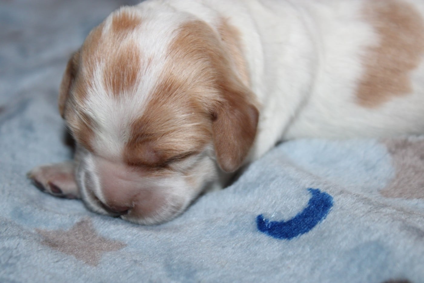 Chiot N°4