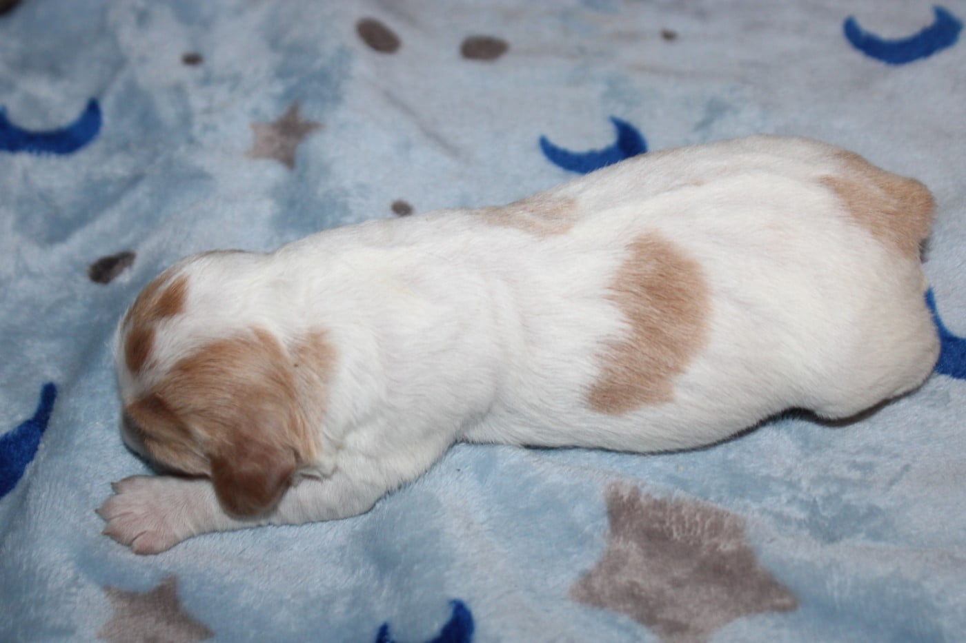 Chiot N°4