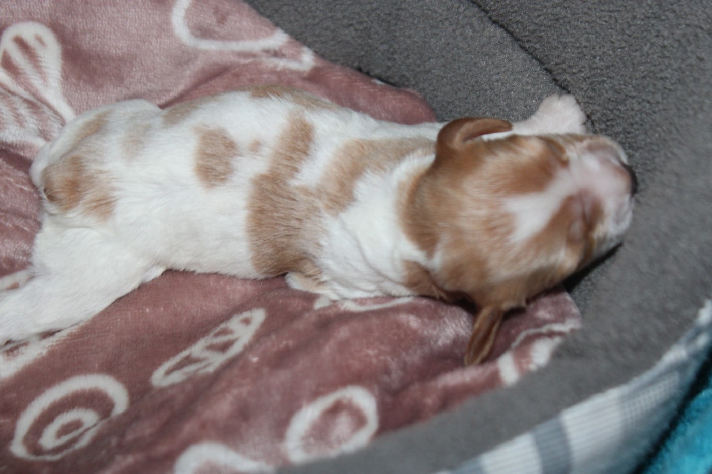 CHIOT 1