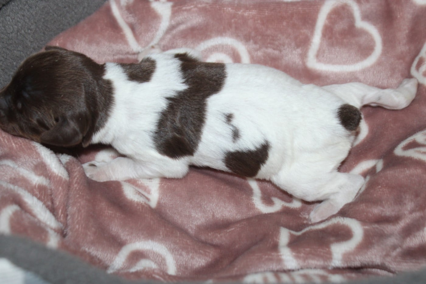 CHIOT 3