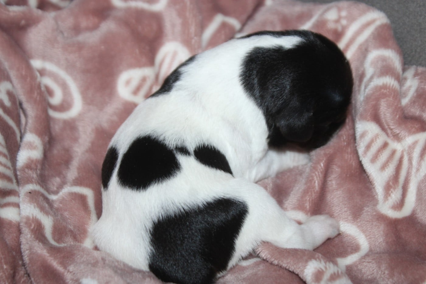 CHIOT 4