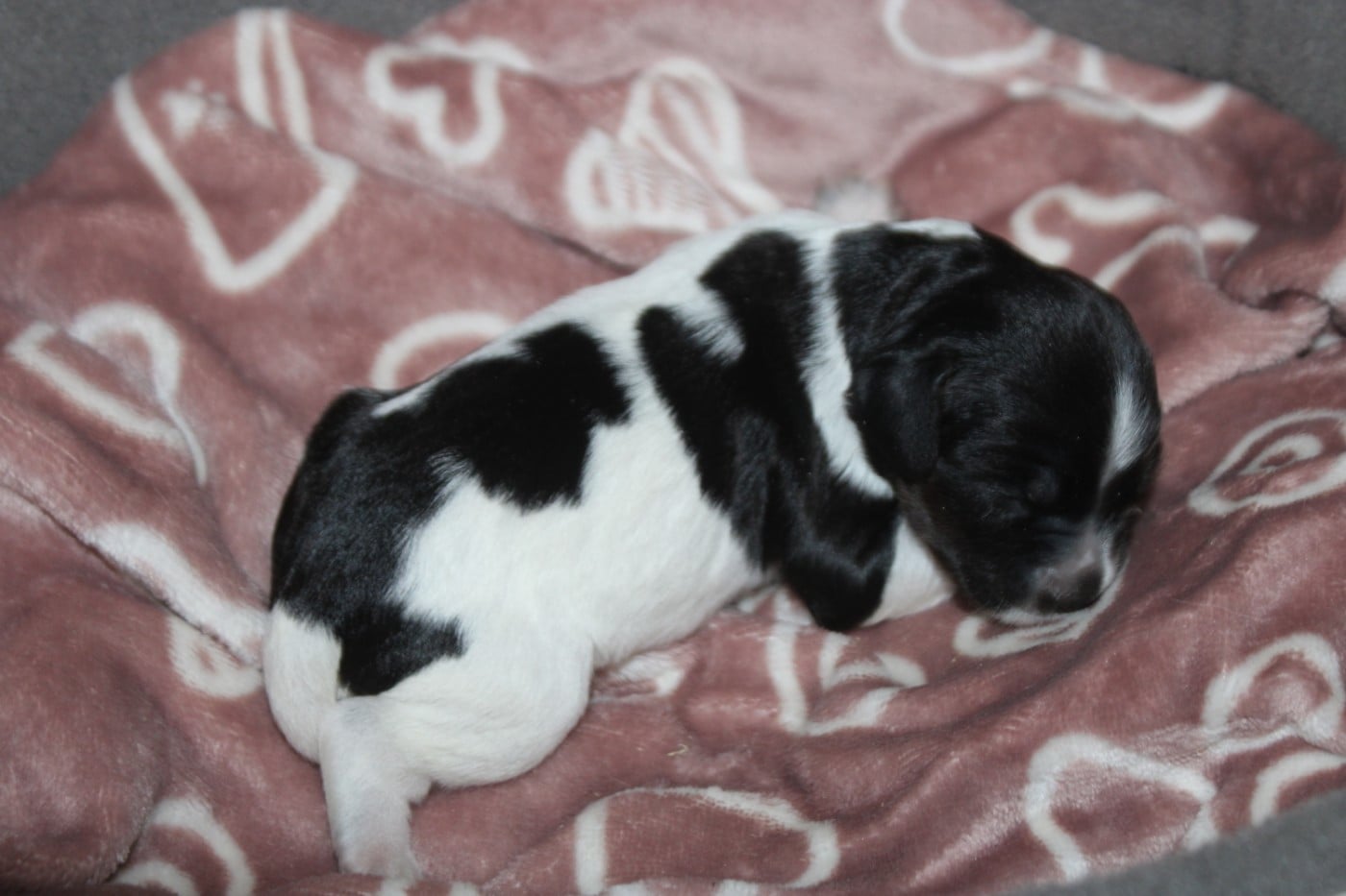 CHIOT 2