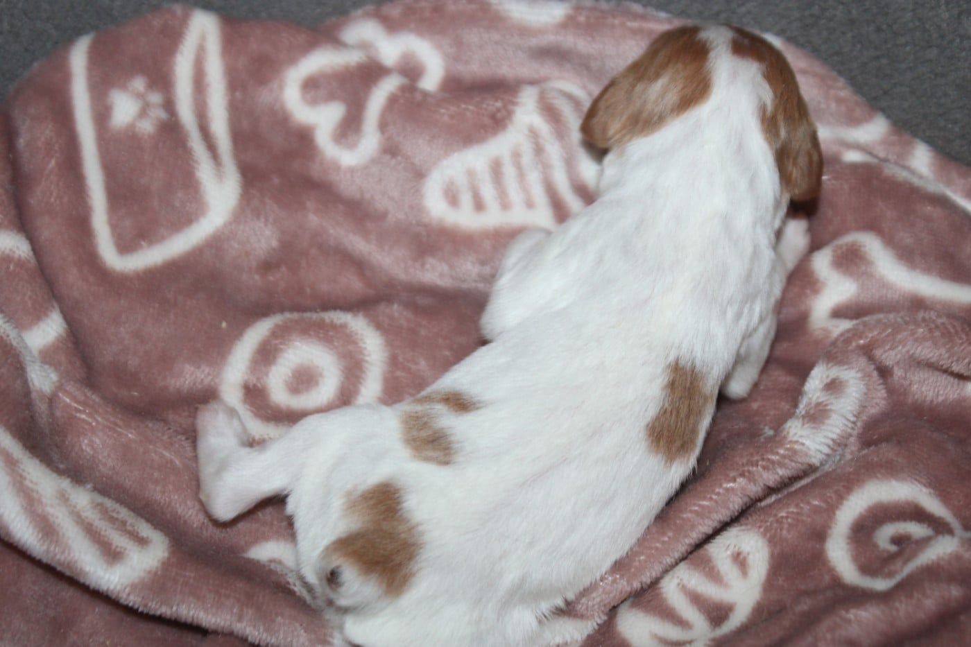 CHIOT 5