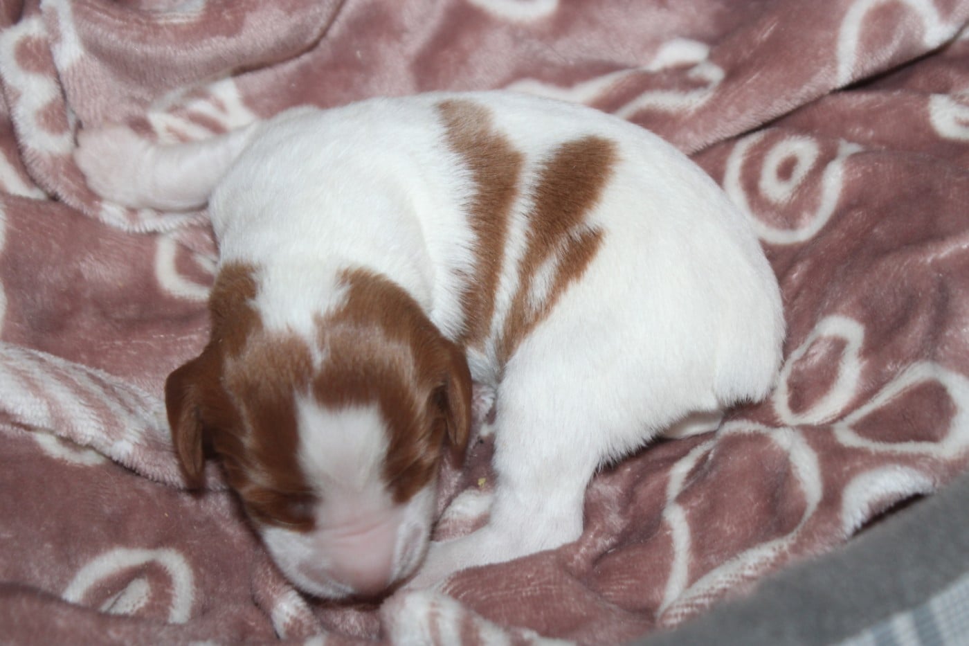 CHIOT 6