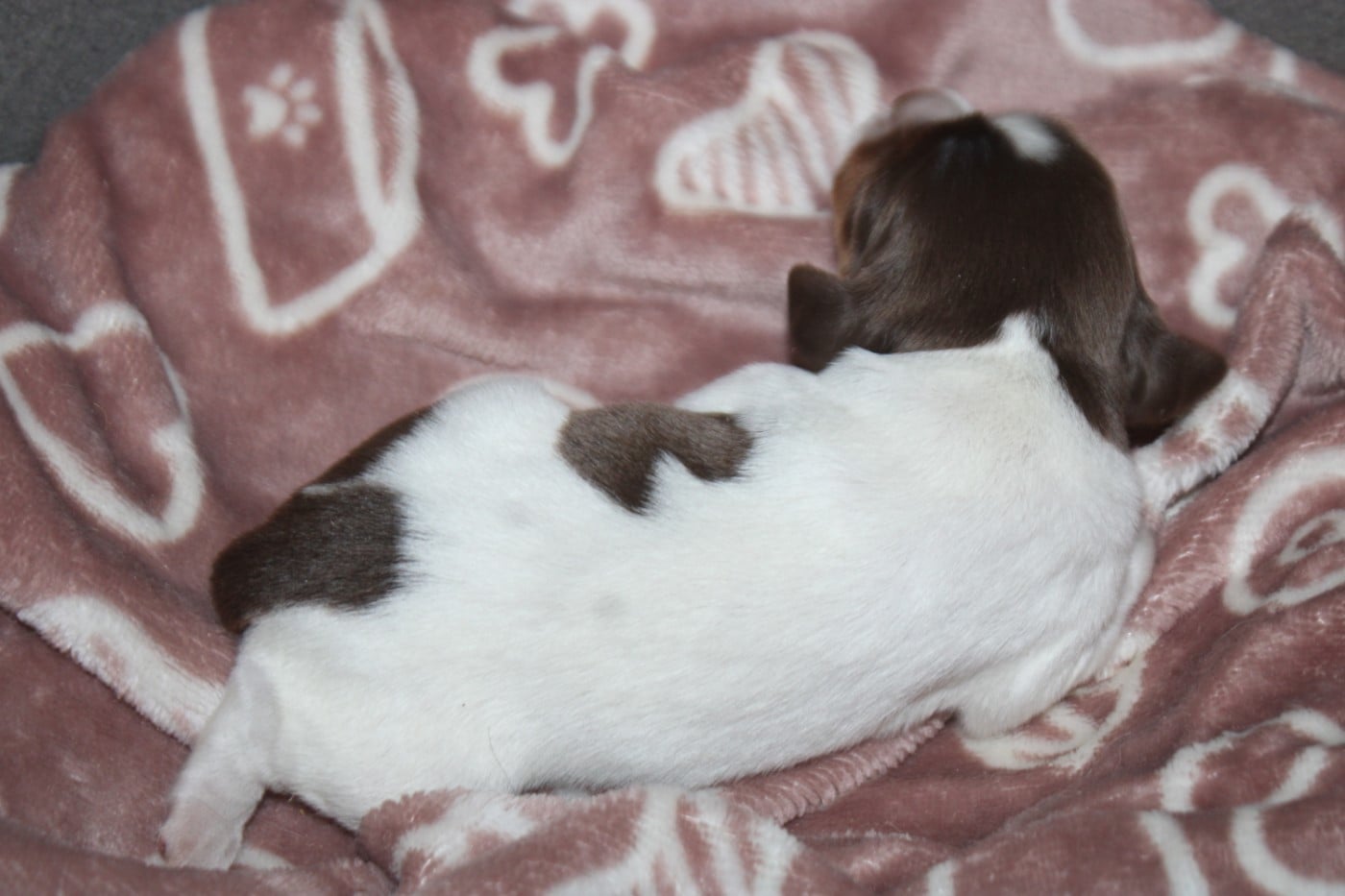 CHIOT 7