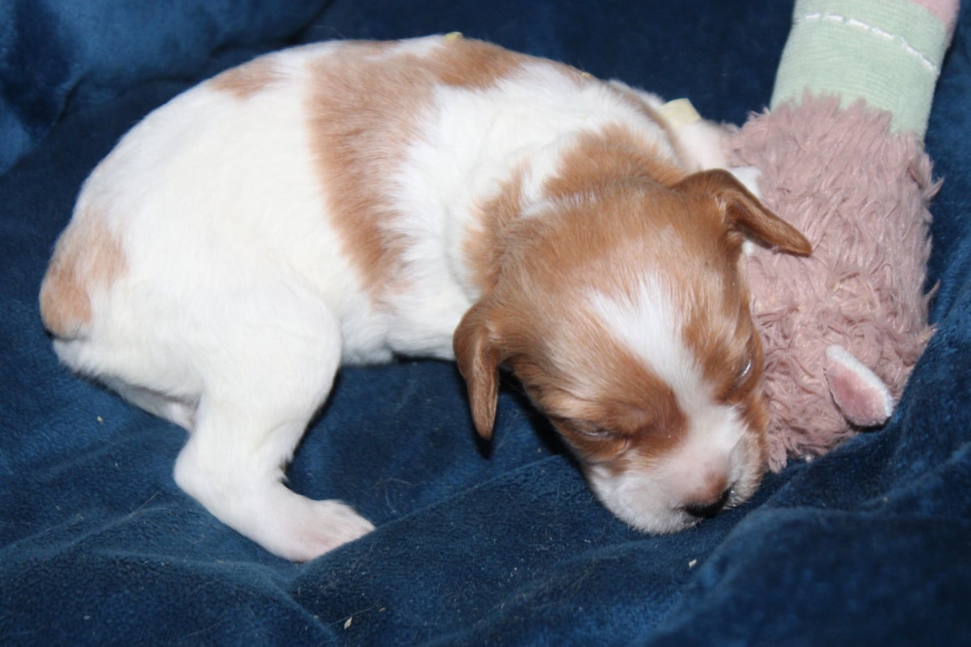 CHIOT 1