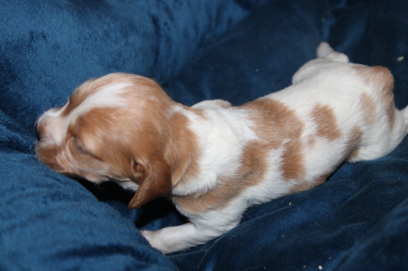 CHIOT 1