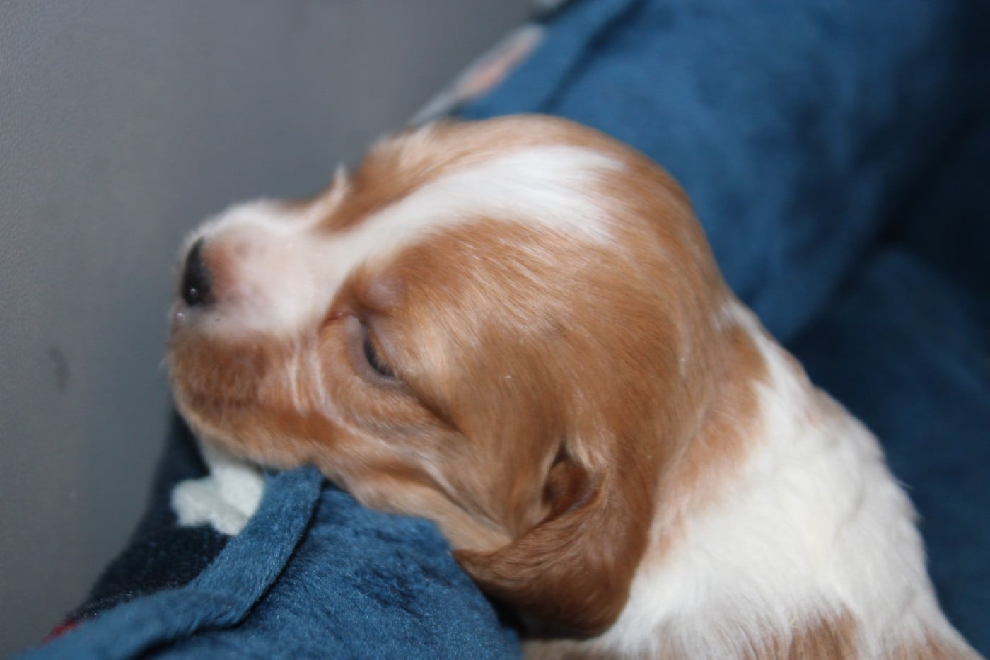 CHIOT 1
