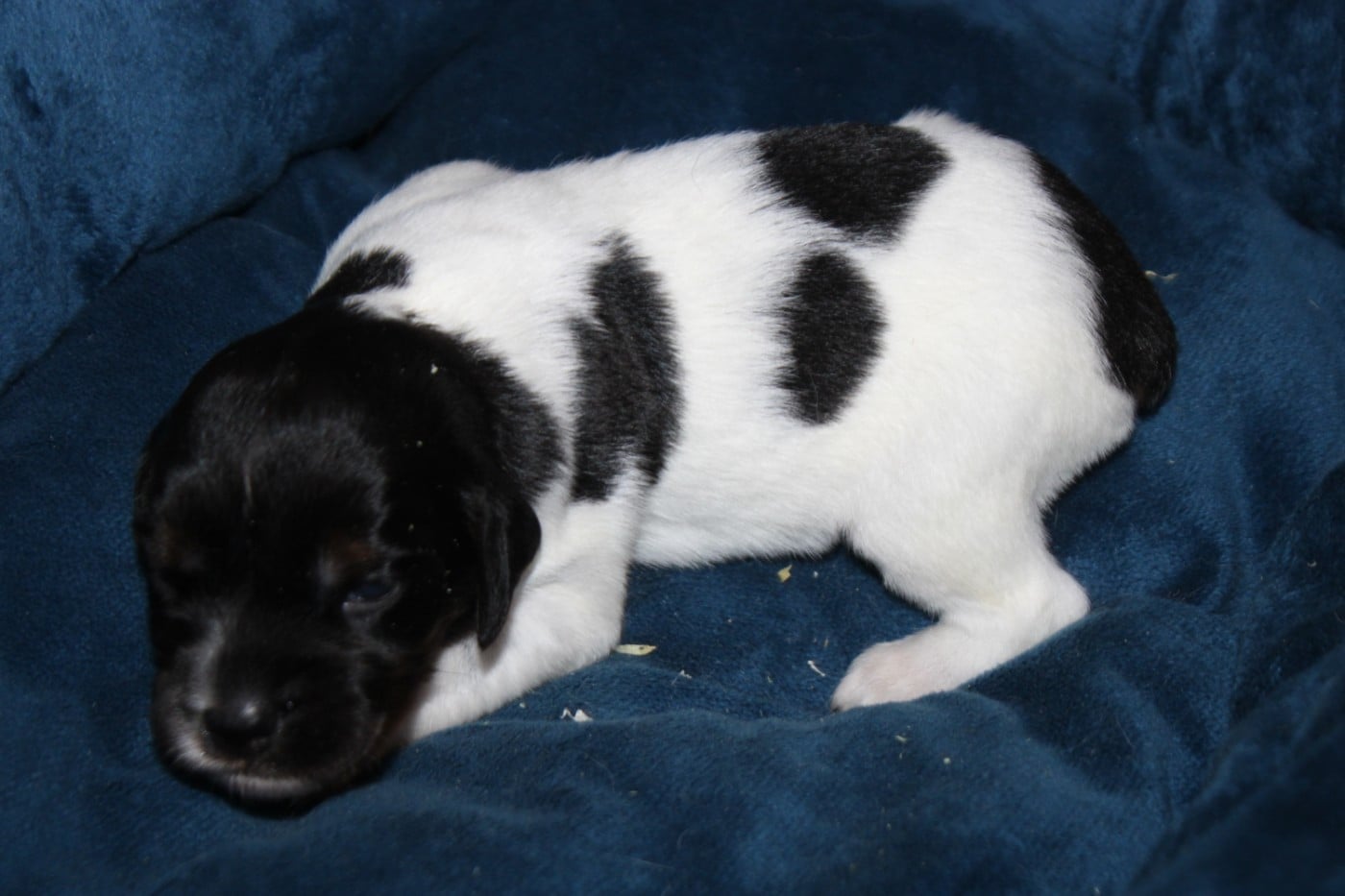 CHIOT 4