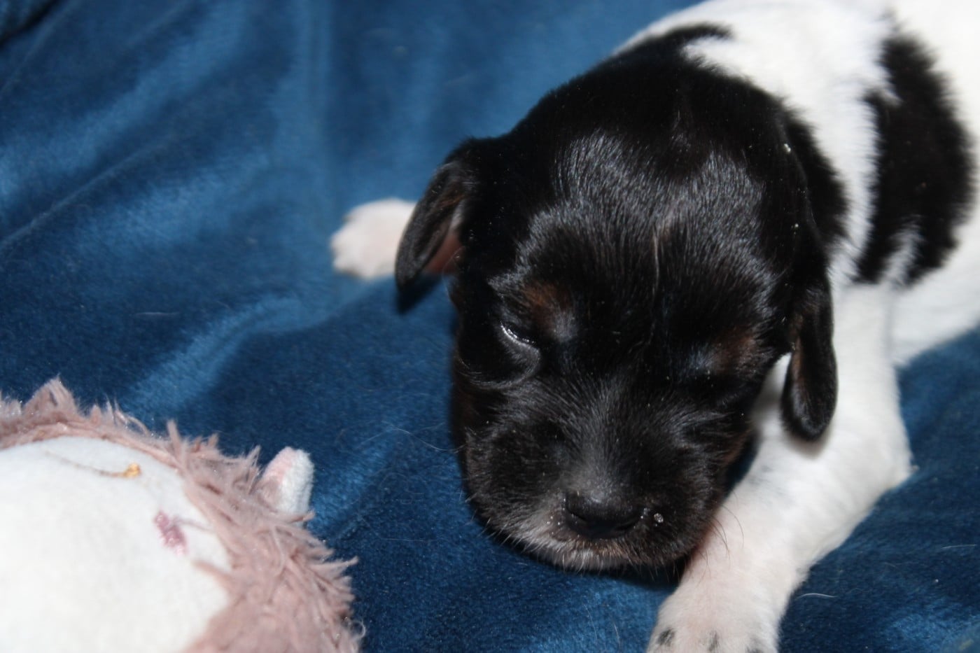 CHIOT 4