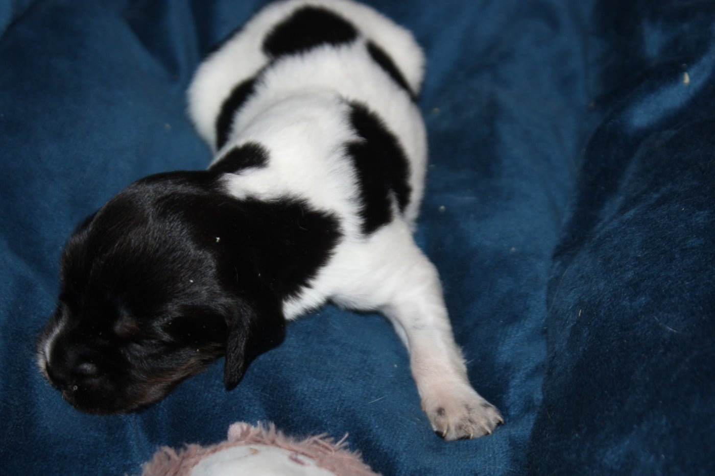 CHIOT 4