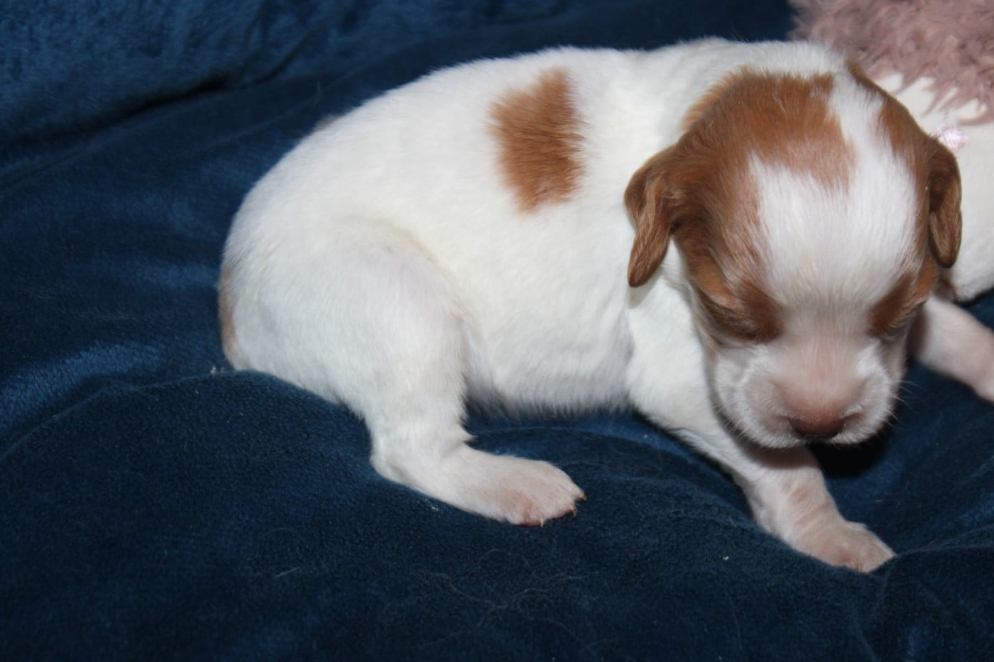 CHIOT 5