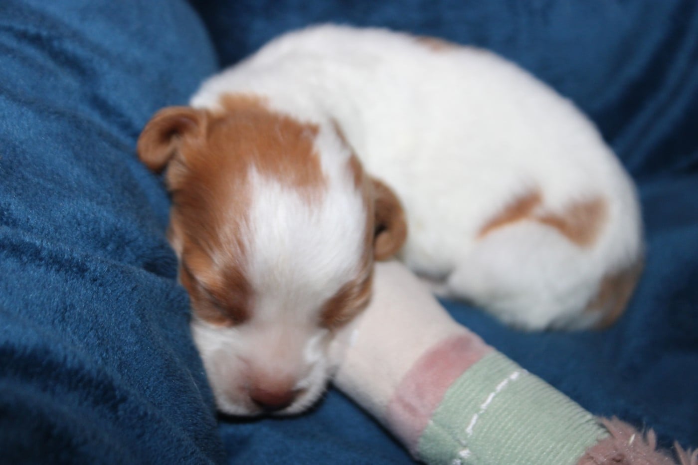 CHIOT 5