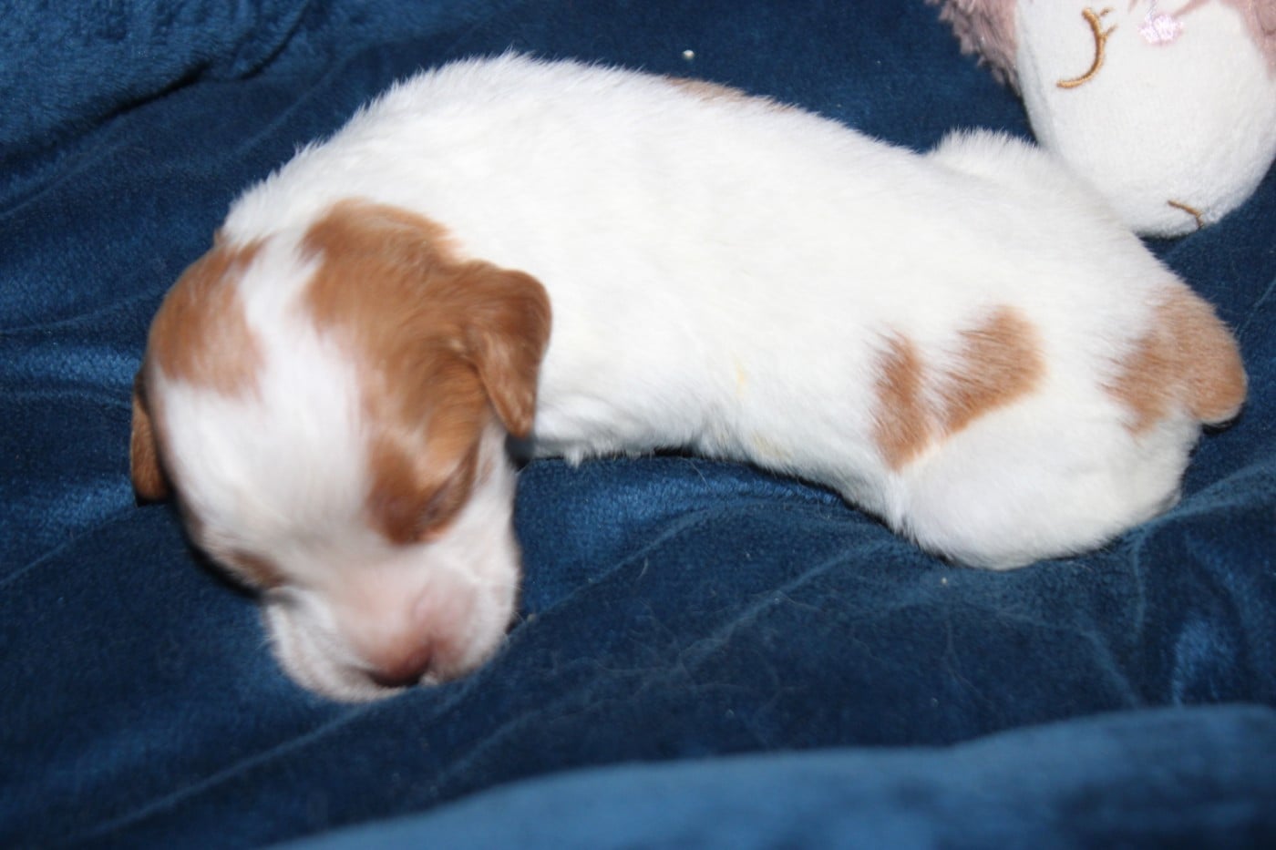 CHIOT 5