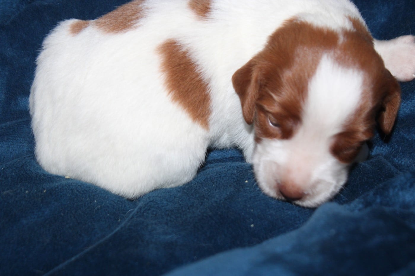 CHIOT 6