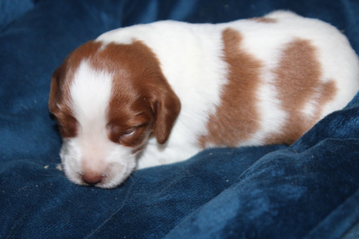 CHIOT 6