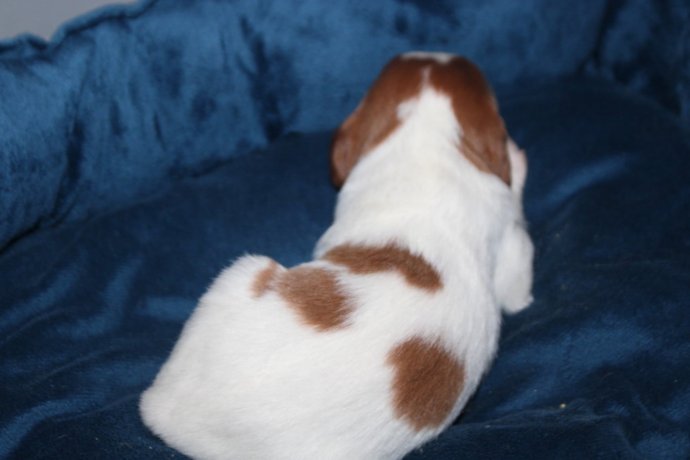 CHIOT 6