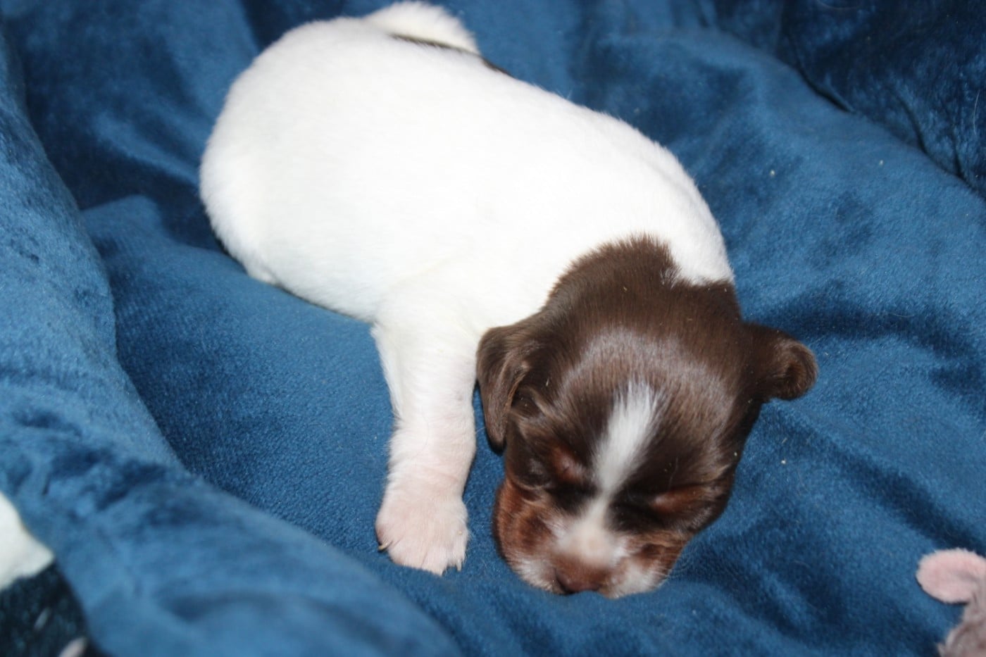 CHIOT 7
