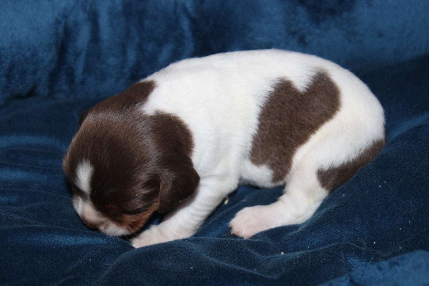 CHIOT 7