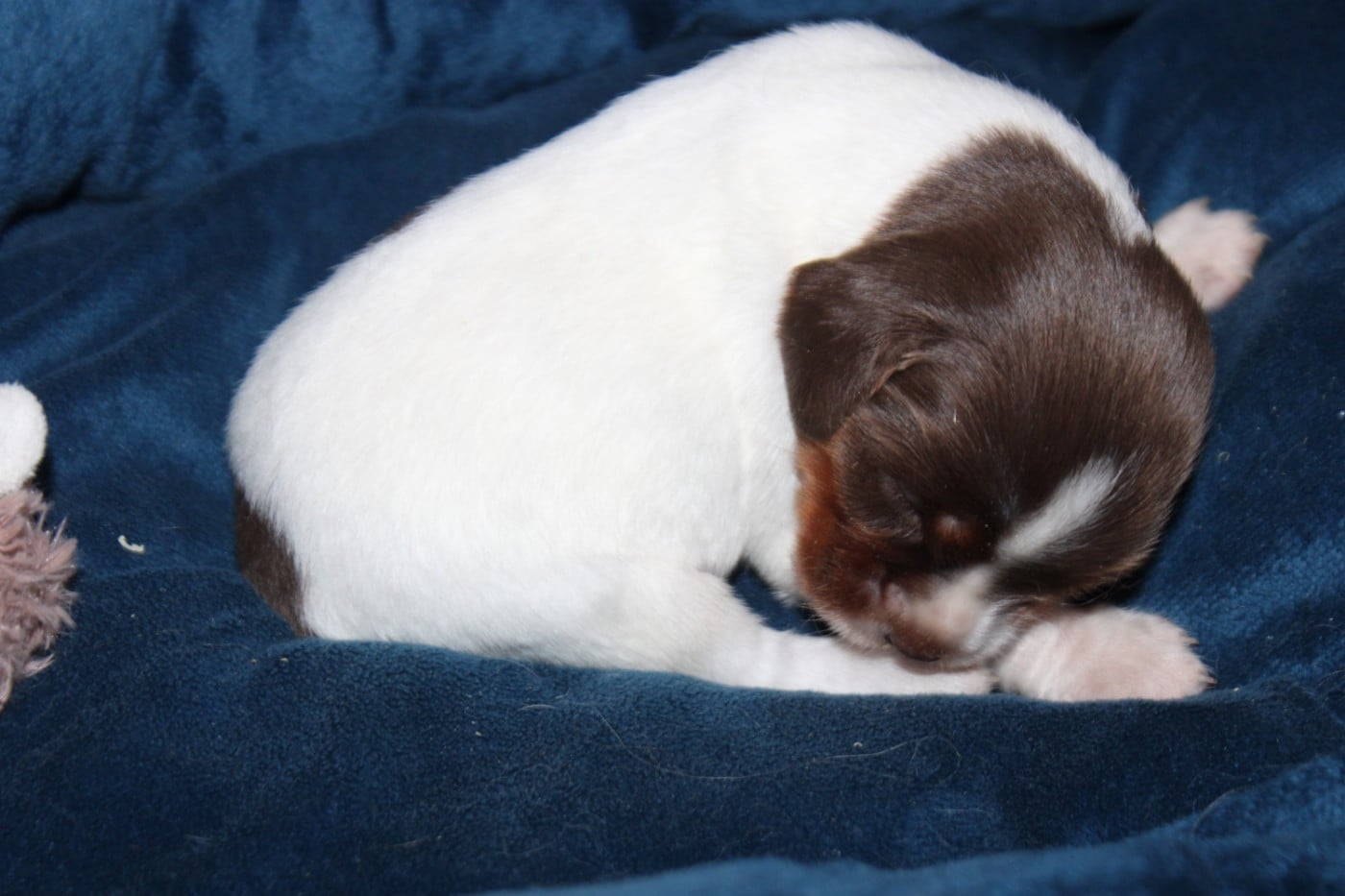 CHIOT 7