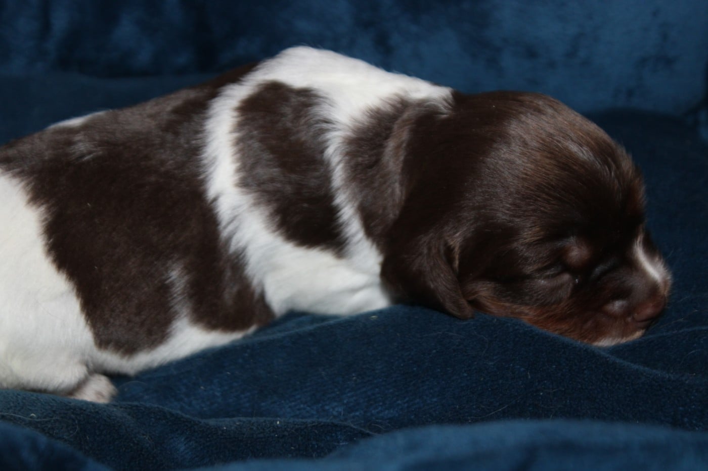 CHIOT 8