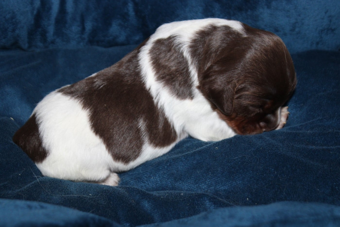 CHIOT 8
