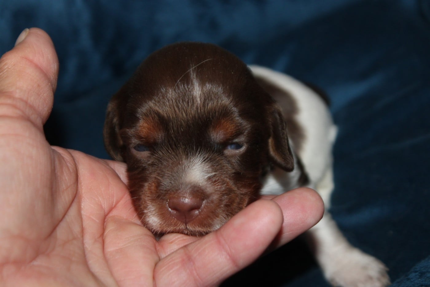 CHIOT 8