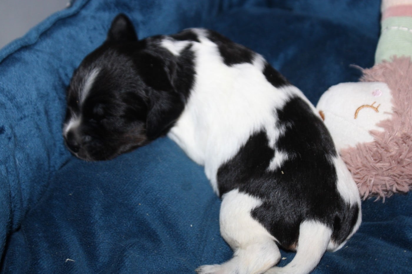 CHIOT 2