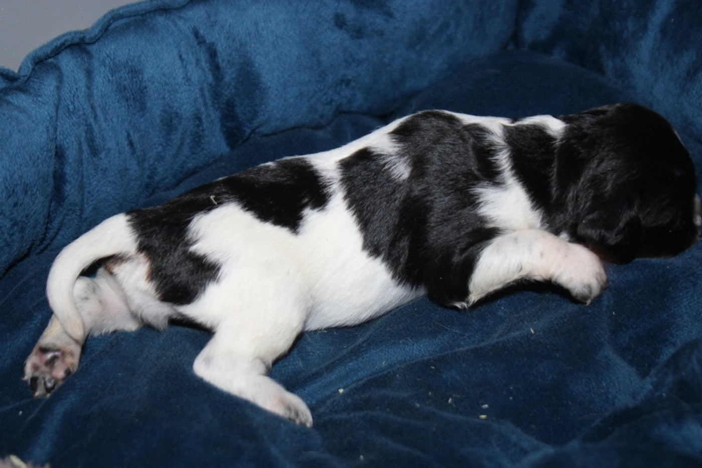 CHIOT 2