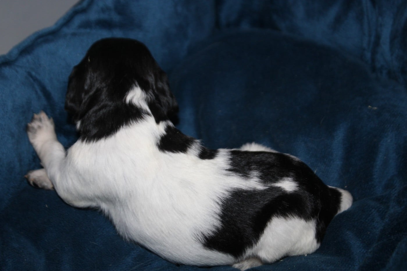 CHIOT 2