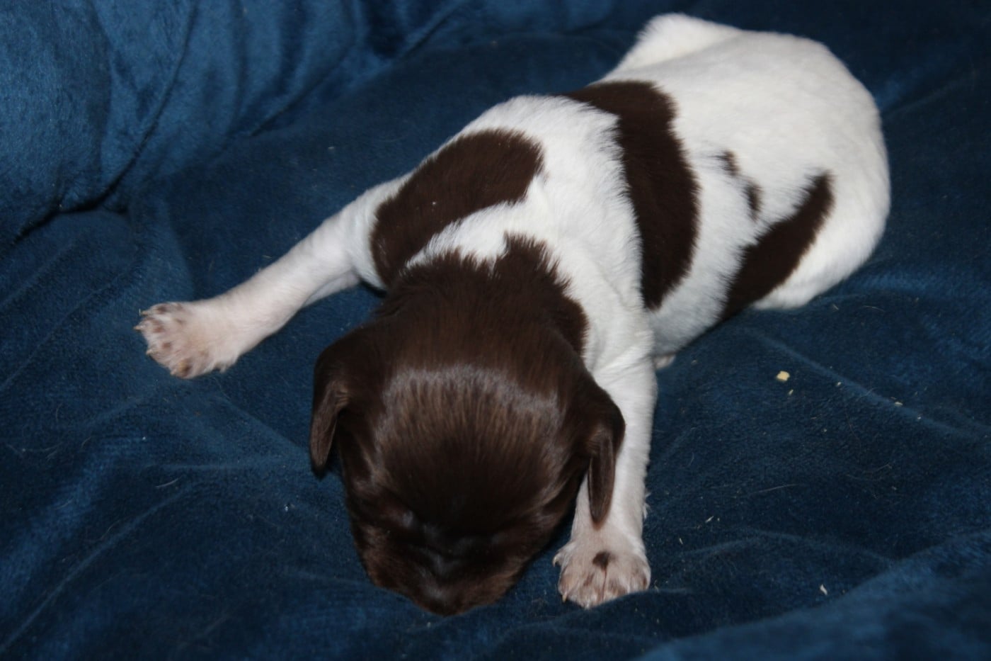CHIOT 3