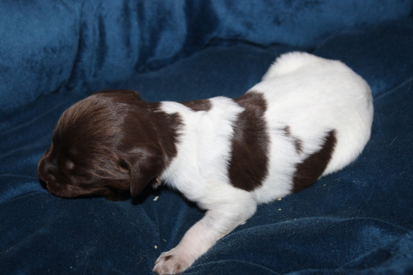 CHIOT 3