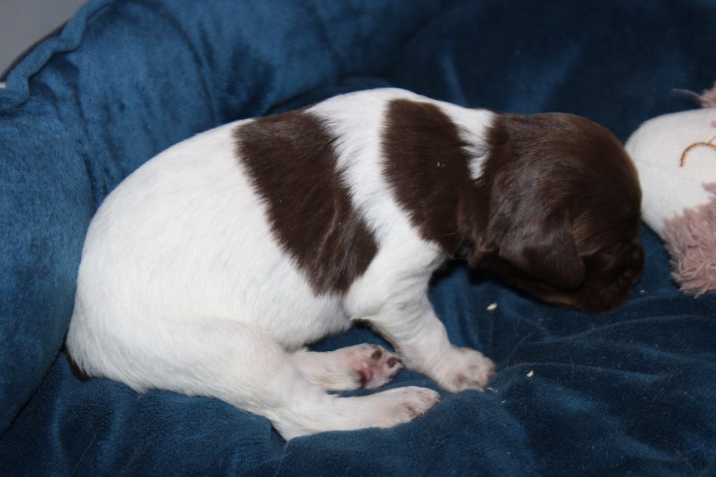 CHIOT 3