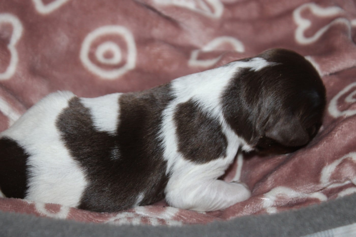 CHIOT 8