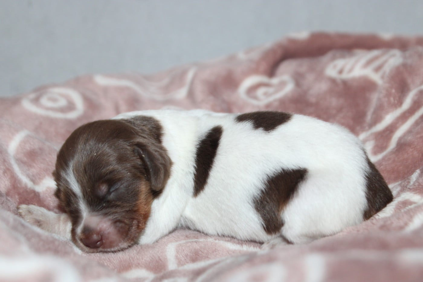 CHIOT 2