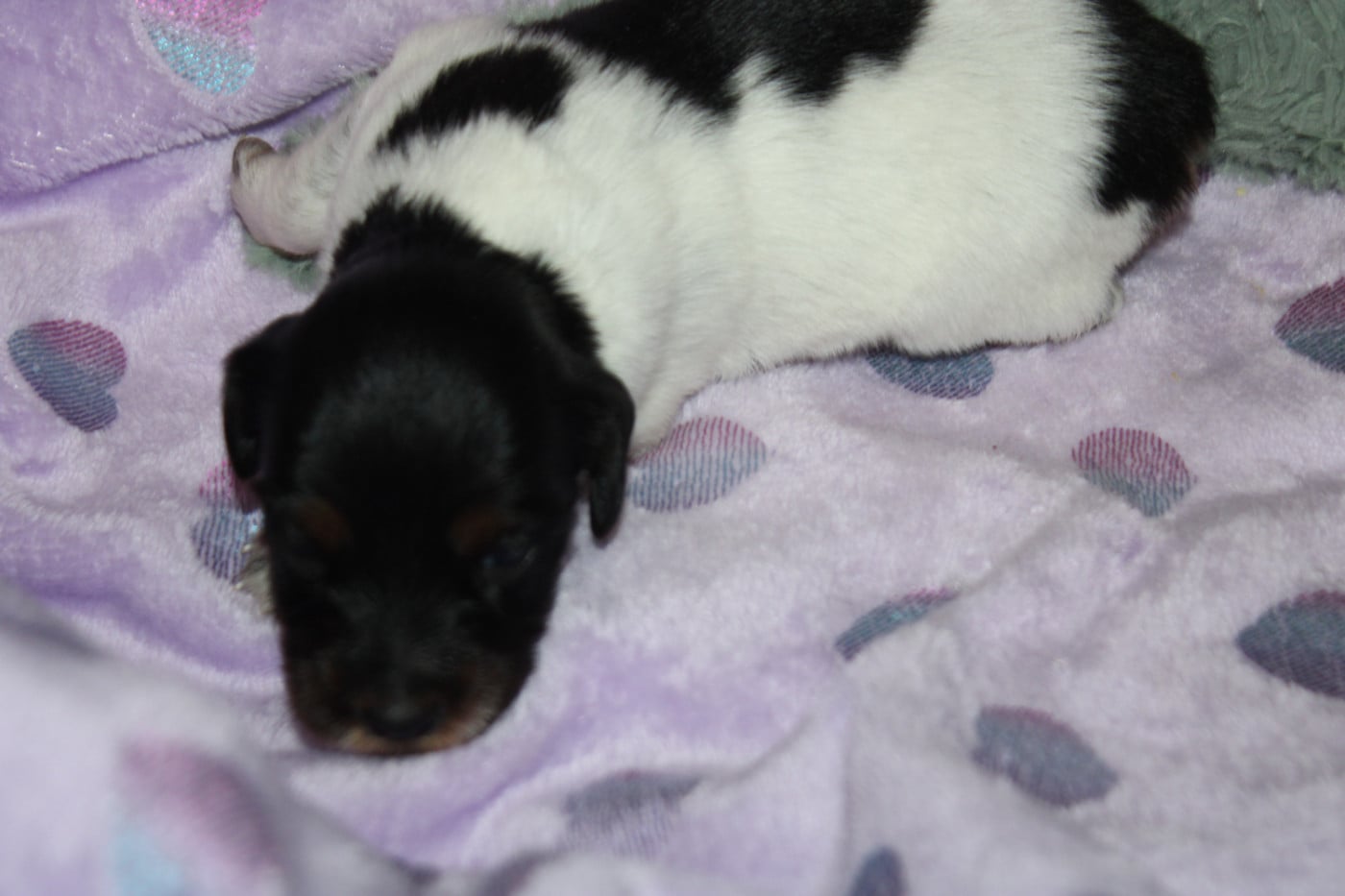 CHIOT 1